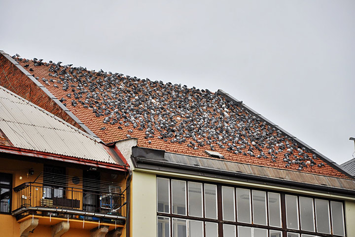 A2B Pest Control are able to install spikes to deter birds from roofs in Chorlton Cum Hardy. 