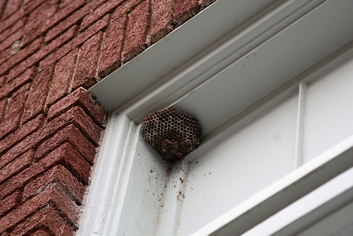 We provide a wasp nest removal service for domestic and commercial properties in Chorlton Cum Hardy.